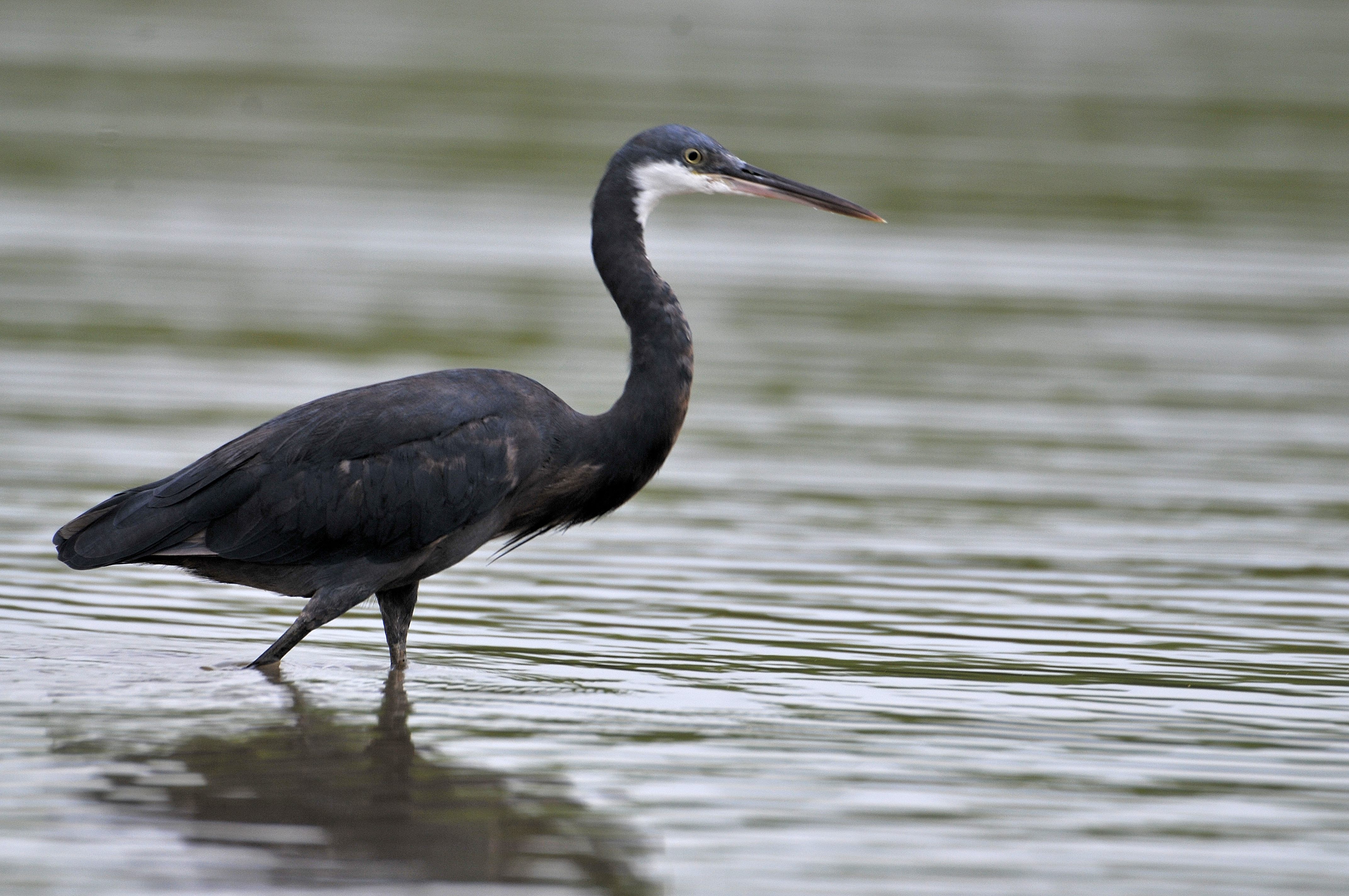 Aigrette des récifs, ou à gorge blanche (Western Reef Heron, Egretta Gularis), adulte en phase sombre, Réserve Naturelle d'Intérêt Communautaire de La Somone.